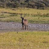 TANZANIA - Arusha National Park - 15 Antilope d acqua